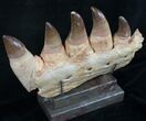 Large Mosasaurus Jaw Section On Stand - A Real One! #8970-6